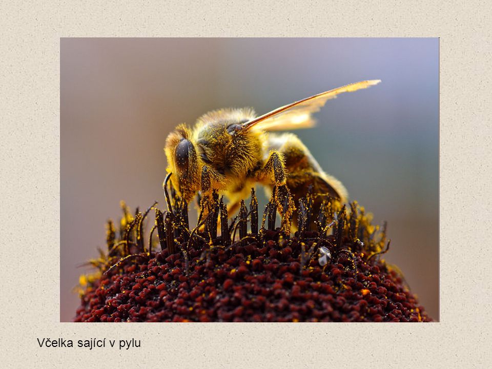 Včelka sající v pylu