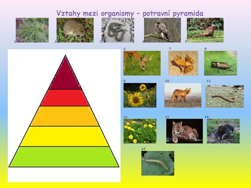 Vztahy mezi organismy – potravní pyramida