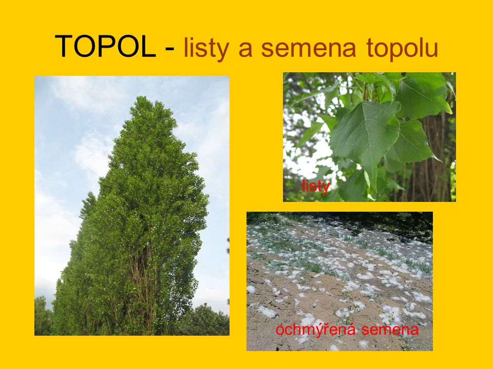 TOPOL - listy a semena topolu