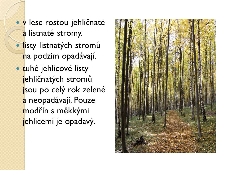 v lese rostou jehličnaté a listnaté stromy.