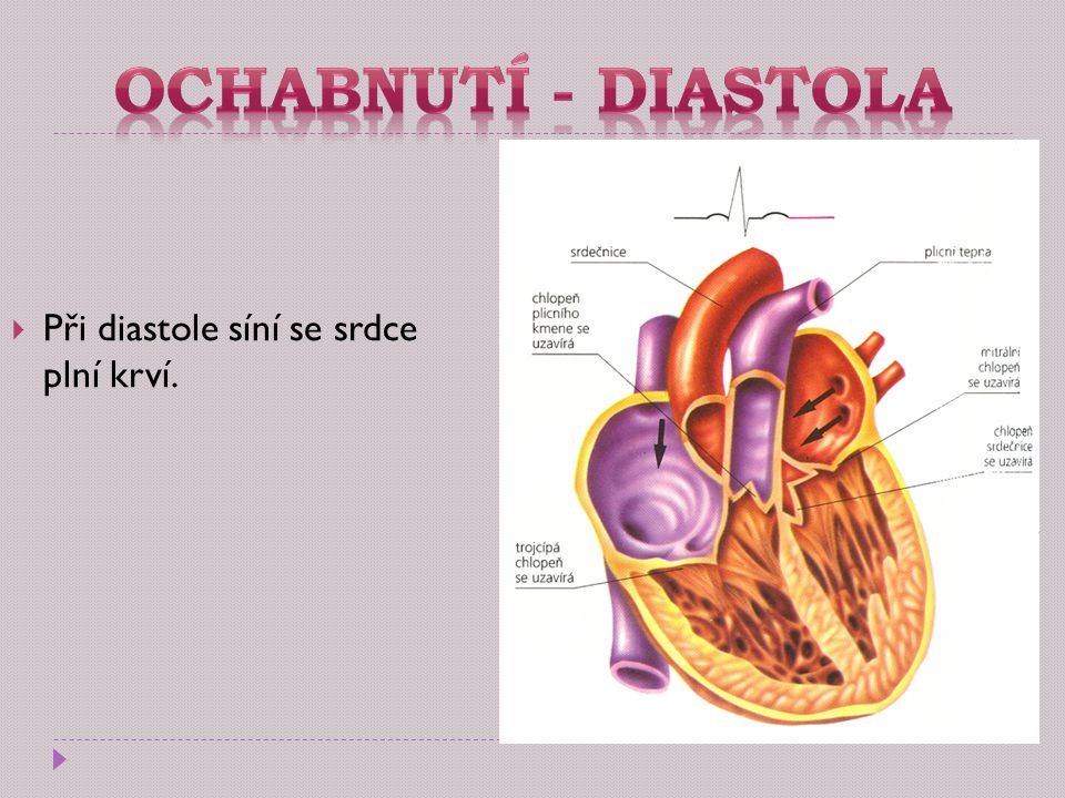 Ochabnutí - diastola Při diastole síní se srdce plní krví.