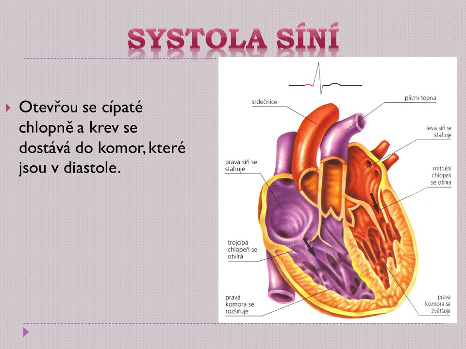 Systola síní Otevřou se cípaté chlopně a krev se dostává do komor, které jsou v diastole.