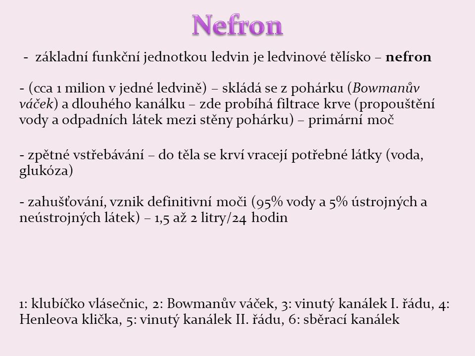 Nefron