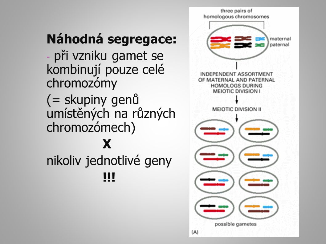 Náhodná segregace: při vzniku gamet se kombinují pouze celé chromozómy. (= skupiny genů umístěných na různých chromozómech)