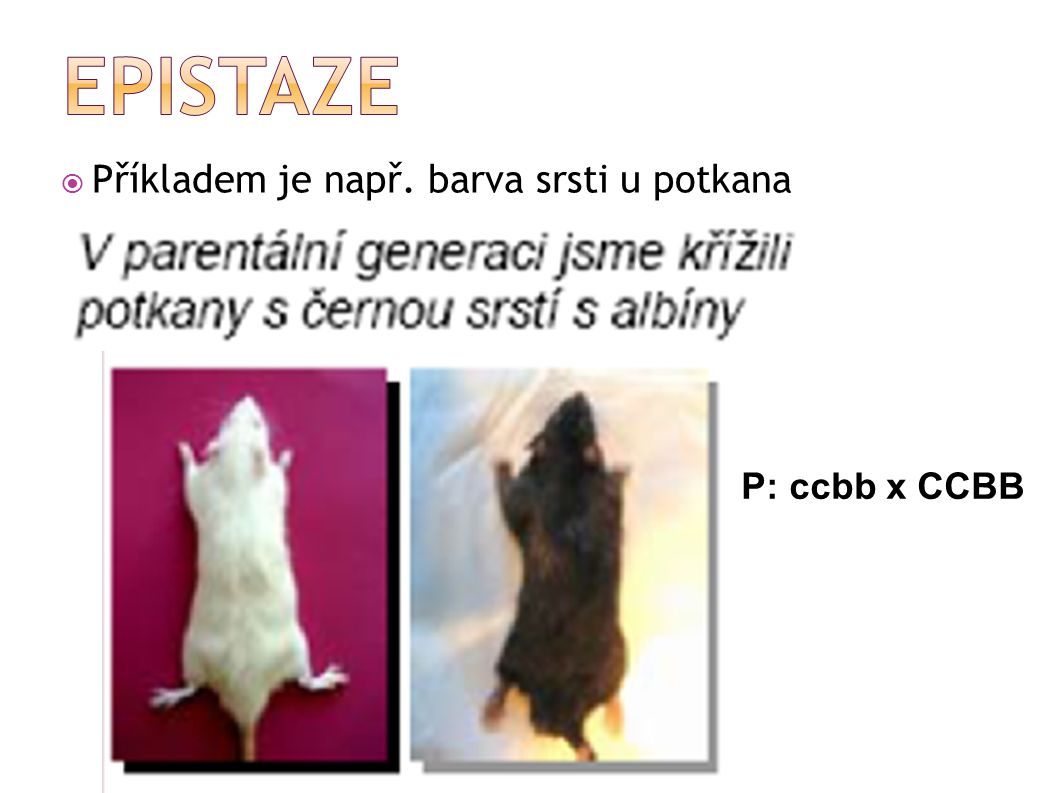 EPISTAZE Příkladem je např. barva srsti u potkana P: ccbb x CCBB