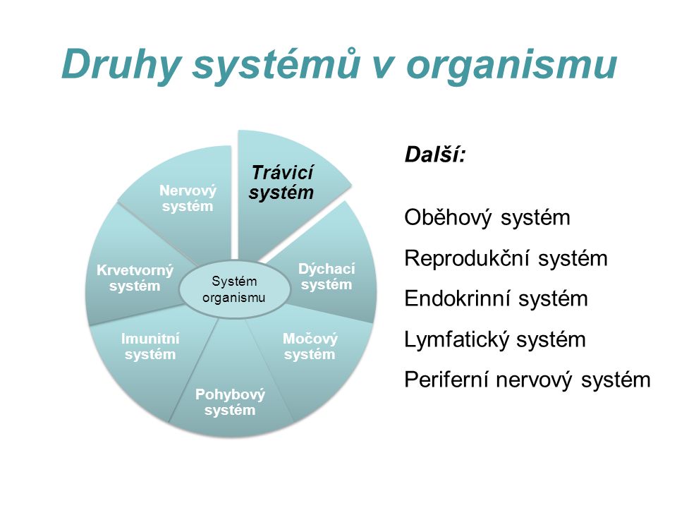 Druhy systémů v organismu