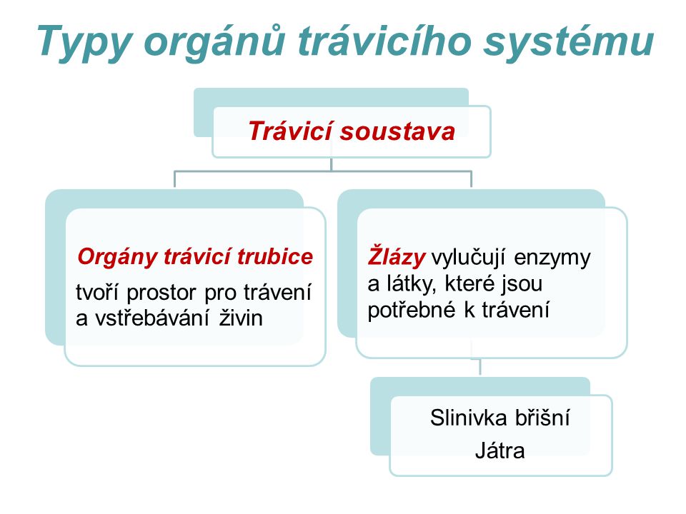 Typy orgánů trávicího systému