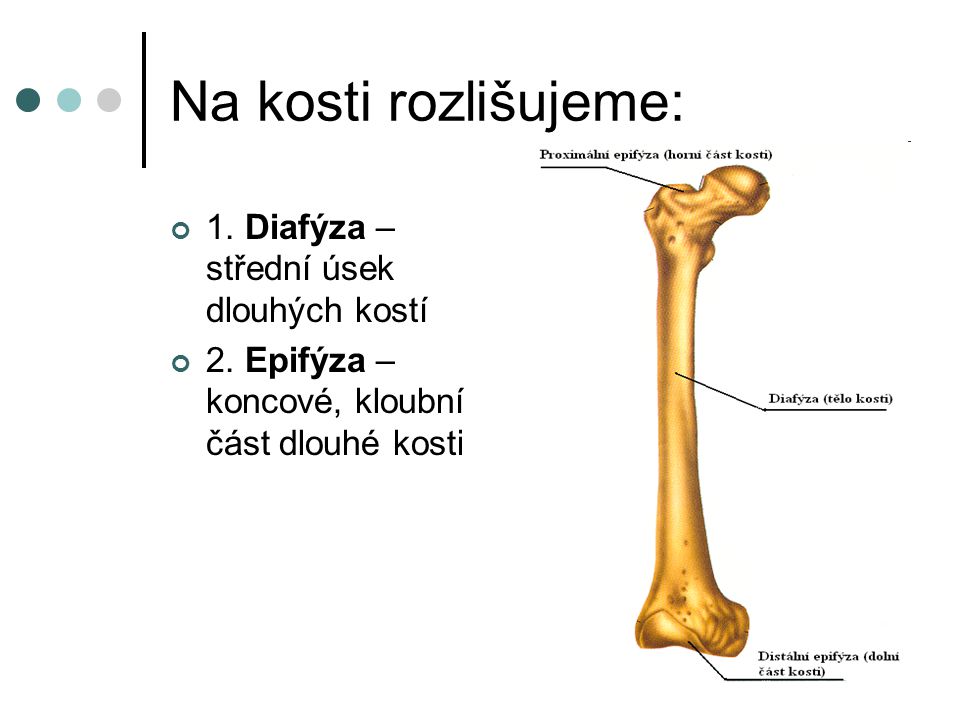 Na kosti rozlišujeme: 1. Diafýza – střední úsek dlouhých kostí