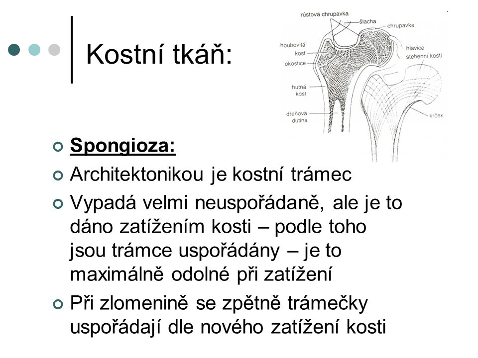 Kostní tkáň: Spongioza: Architektonikou je kostní trámec