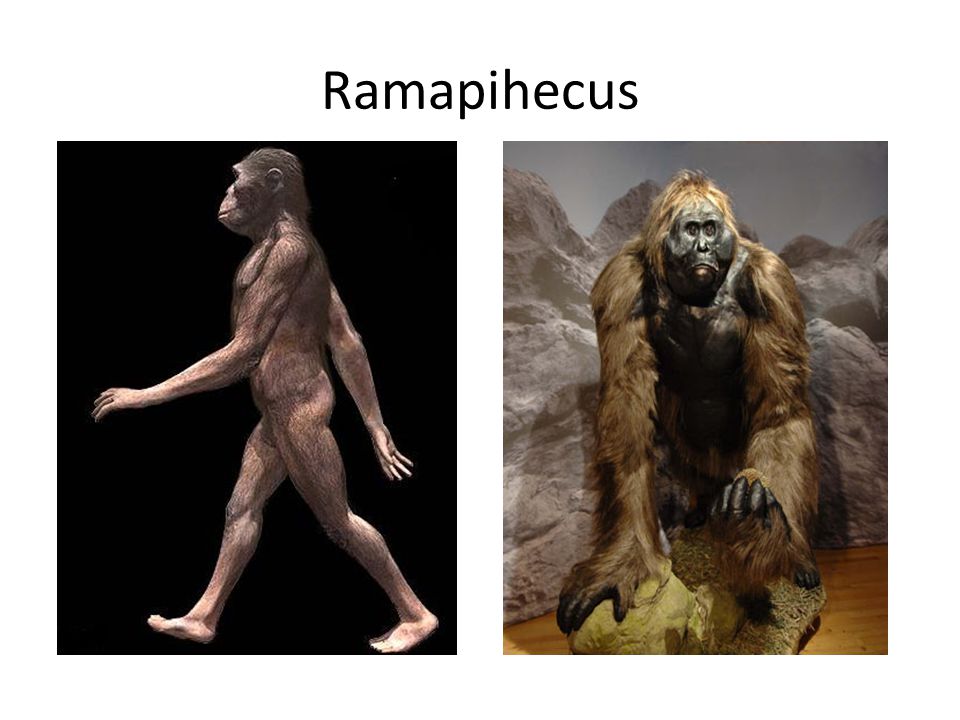Ramapihecus