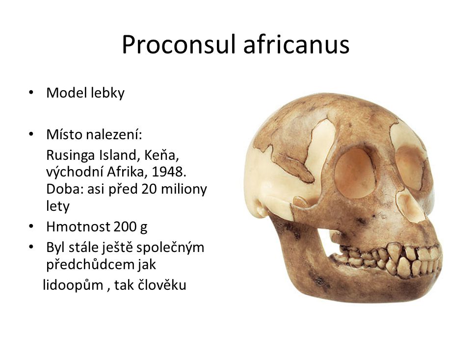 Proconsul africanus Model lebky Místo nalezení: