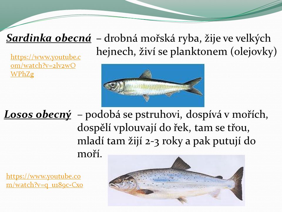 Sardinka obecná – drobná mořská ryba, žije ve velkých hejnech, živí se planktonem (olejovky)   v=2lv2wOWPhZg.