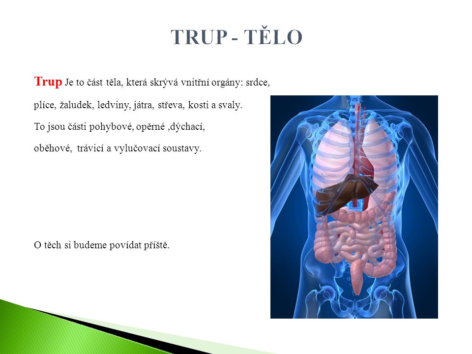TRUP - TĚLO Trup Je to část těla, která skrývá vnitřní orgány: srdce,