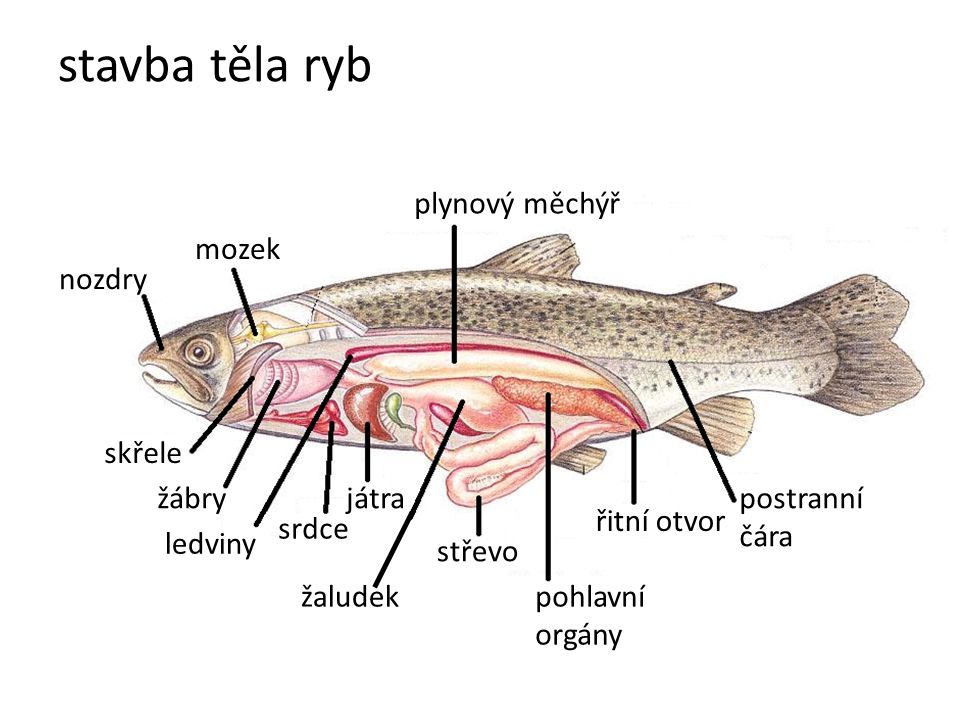 stavba těla ryb plynový měchýř mozek nozdry skřele žábry játra