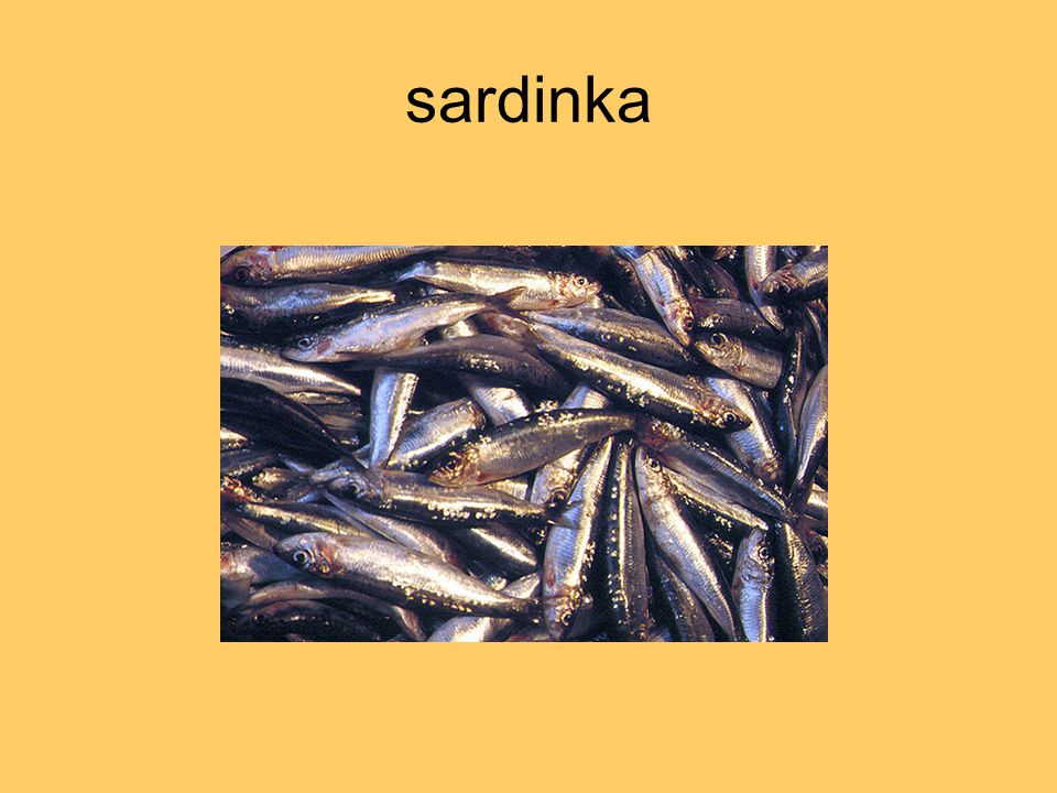 sardinka