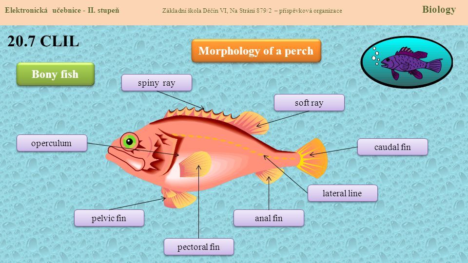 20.7 CLIL Morphology of a perch Bony fish spiny ray soft ray operculum