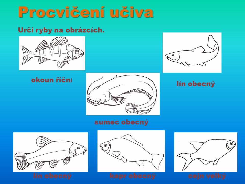 Procvičení učiva Urči ryby na obrázcích. okoun říční lín obecný