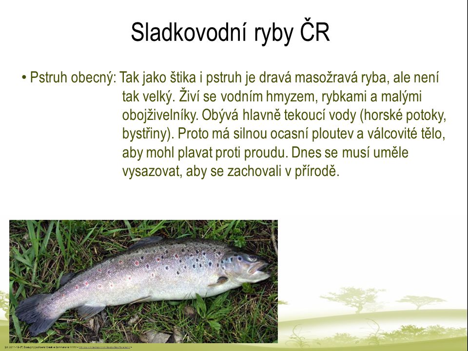 Sladkovodní ryby ČR