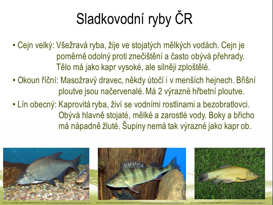 Sladkovodní ryby ČR