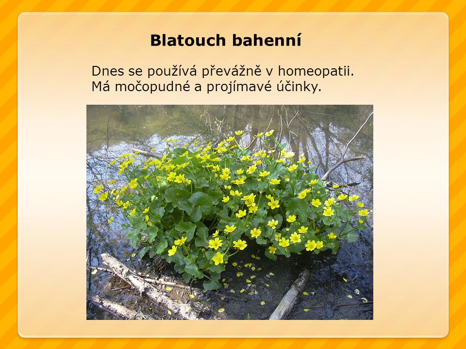 Blatouch bahenní Dnes se používá převážně v homeopatii.