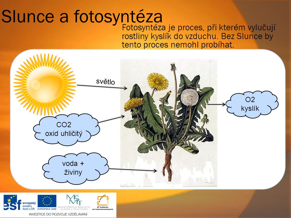 Slunce a fotosyntéza Fotosyntéza je proces, při kterém vylučují rostliny kyslík do vzduchu. Bez Slunce by tento proces nemohl probíhat.
