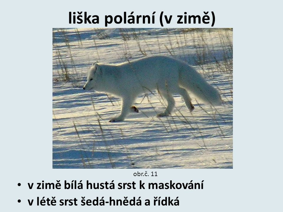 liška polární (v zimě) v zimě bílá hustá srst k maskování
