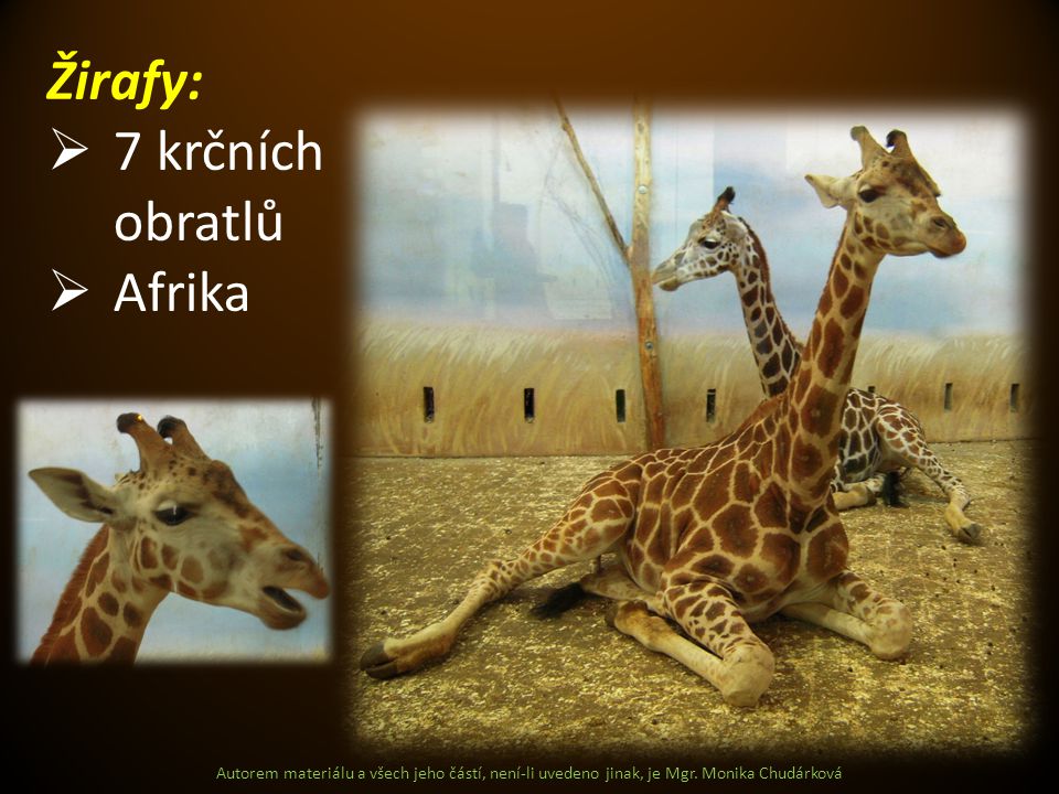 Žirafy: 7 krčních obratlů Afrika