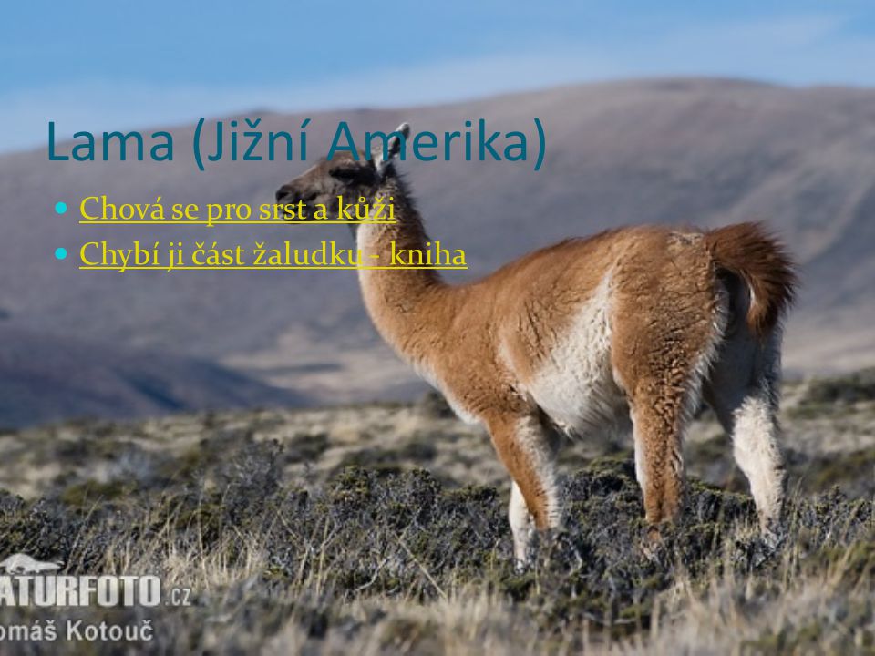 Lama (Jižní Amerika) Chová se pro srst a kůži