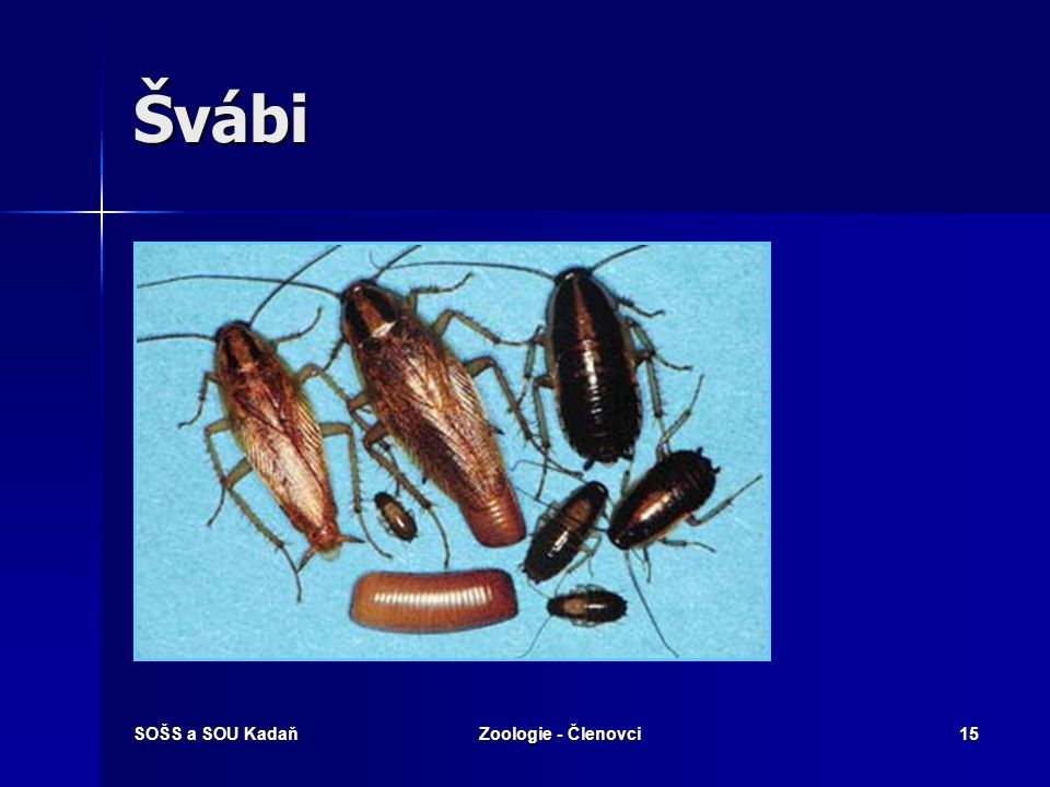 Švábi SOŠS a SOU Kadaň Zoologie - Členovci