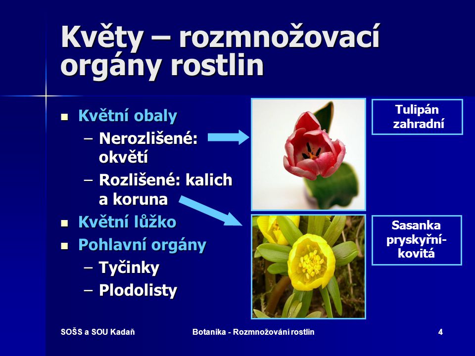 Květy – rozmnožovací orgány rostlin