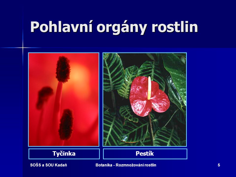 Pohlavní orgány rostlin
