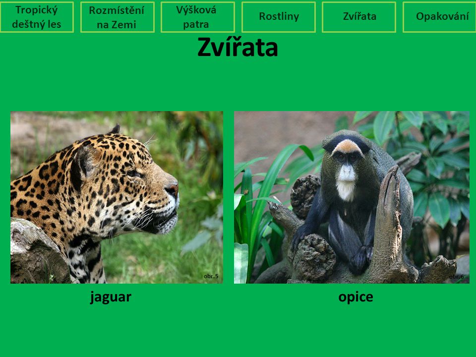 Zvířata jaguar opice Tropický deštný les Rozmístění na Zemi