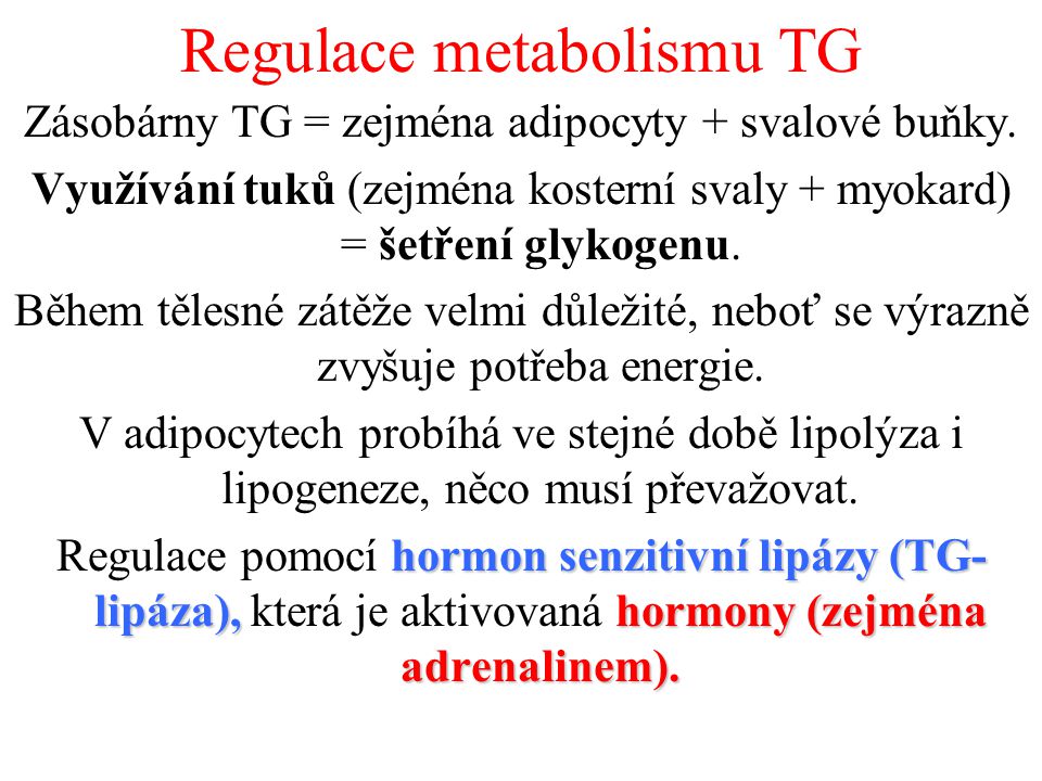 Regulace metabolismu TG