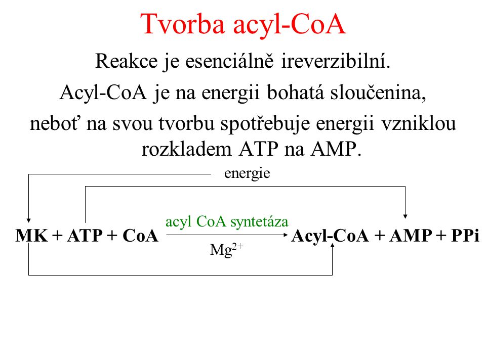 Tvorba acyl-CoA Reakce je esenciálně ireverzibilní.