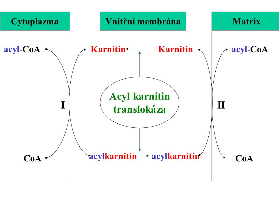 Acyl karnitin translokáza I II