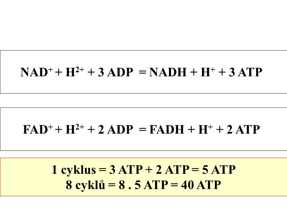 NAD+ + H ADP = NADH + H+ + 3 ATP