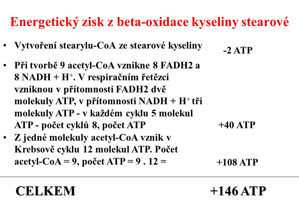 Energetický zisk z beta-oxidace kyseliny stearové