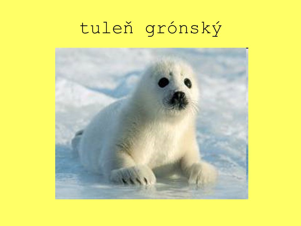 tuleň grónský