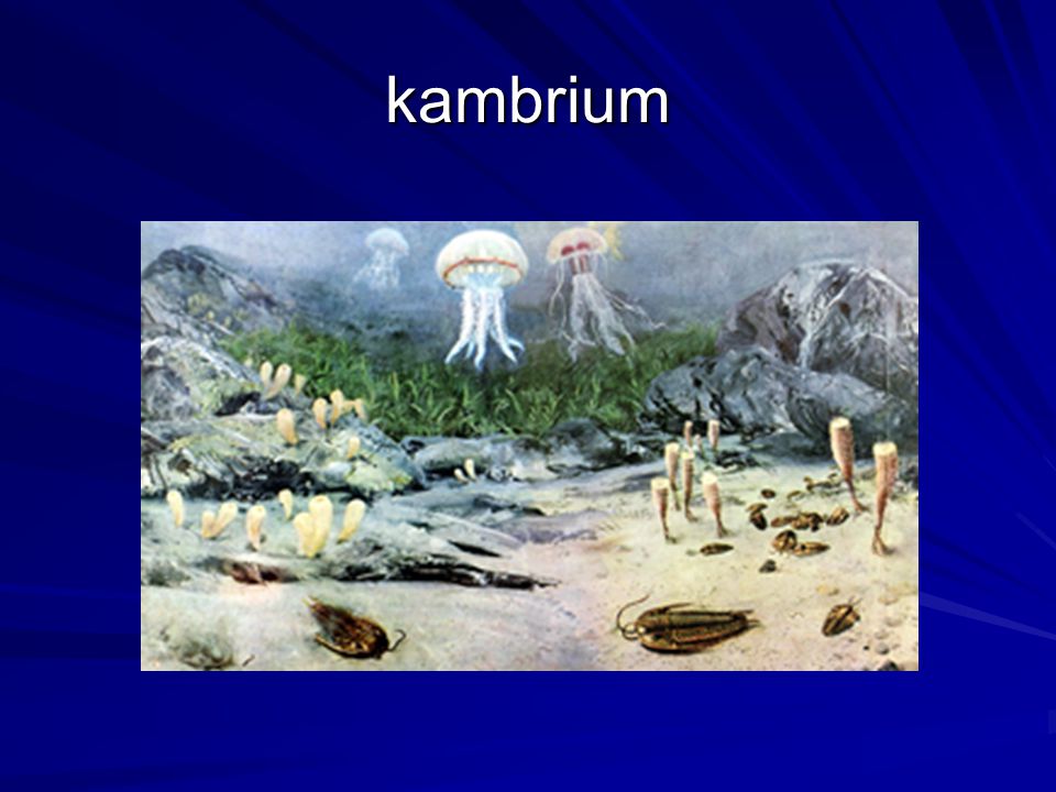 kambrium