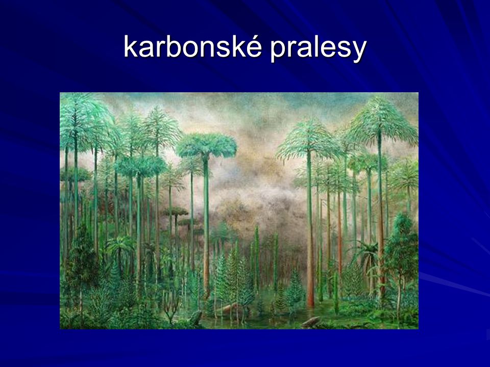 karbonské pralesy