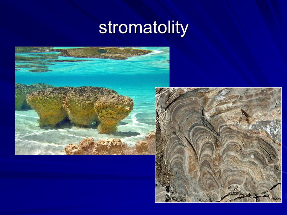 stromatolity