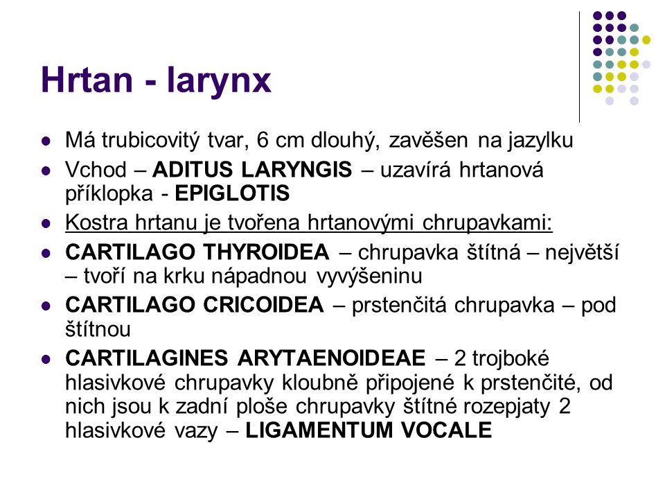 Hrtan - larynx Má trubicovitý tvar, 6 cm dlouhý, zavěšen na jazylku