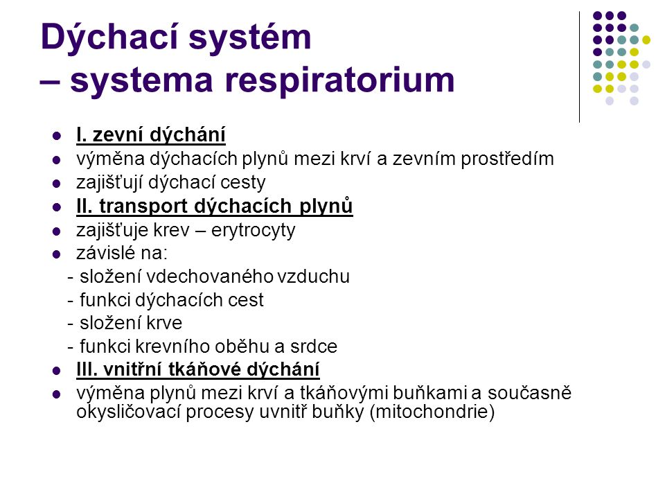 Dýchací systém – systema respiratorium