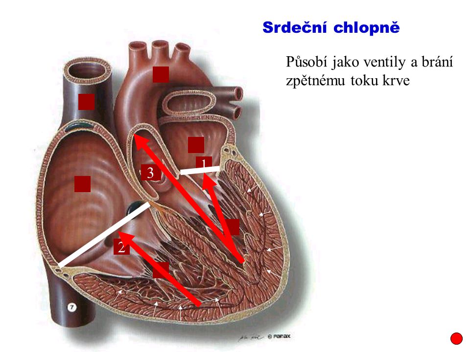 Srdeční chlopně Působí jako ventily a brání zpětnému toku krve 1 3 2