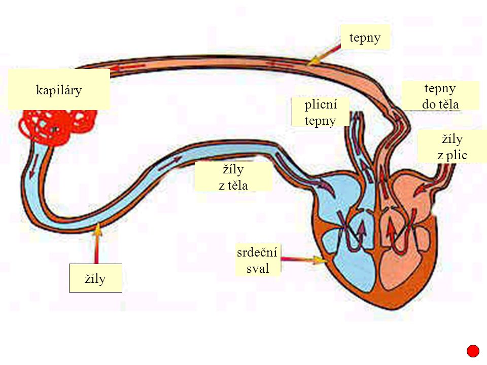 tepny kapiláry tepny do těla plicní tepny žíly z plic žíly z těla srdeční sval žíly