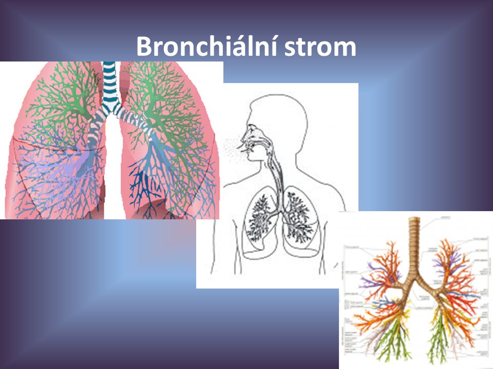 Bronchiální strom