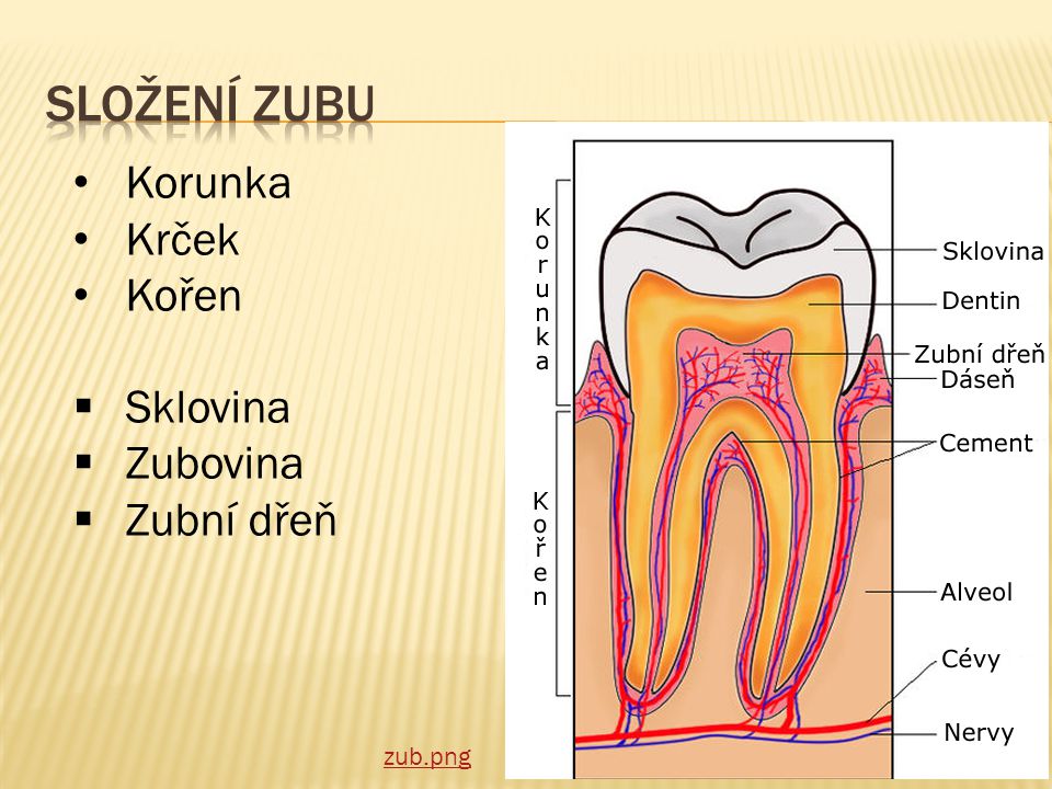 Složení zubu Korunka Krček Kořen Sklovina Zubovina Zubní dřeň zub.png