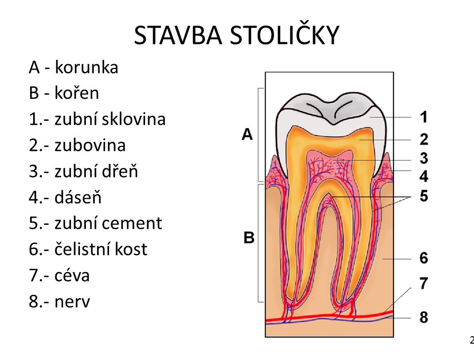 STAVBA STOLIČKY A - korunka B - kořen 1.- zubní sklovina 2.- zubovina 3.- zubní dřeň 4.- dáseň 5.- zubní cement 6.- čelistní kost 7.- céva 8.- nerv