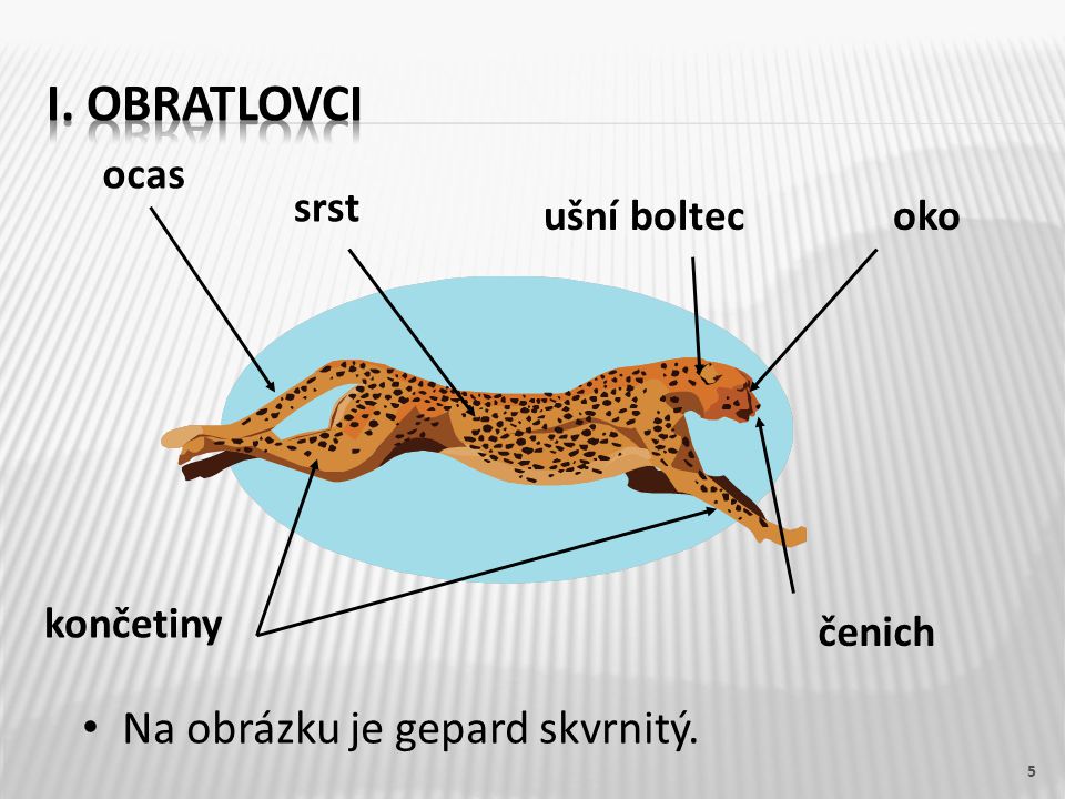 I. OBRATLOVCI Na obrázku je gepard skvrnitý. ocas srst ušní boltec oko