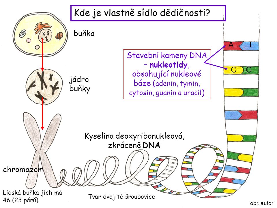 Kyselina deoxyribonukleová, zkráceně DNA